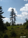 2007