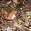 Osnica 05