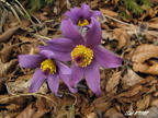 Lietava 24