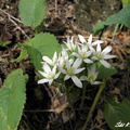 Zobor 11