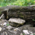 Ladonhora 05