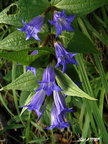 Drienok 07