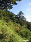 Drienok 09