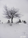 20130331 Ladonhora