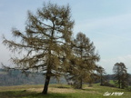 Zniev Vysehrad 11
