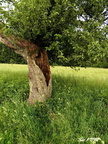 20130621 Lysa hora