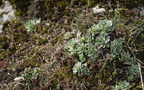 IMG 4452