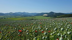 DSC06610